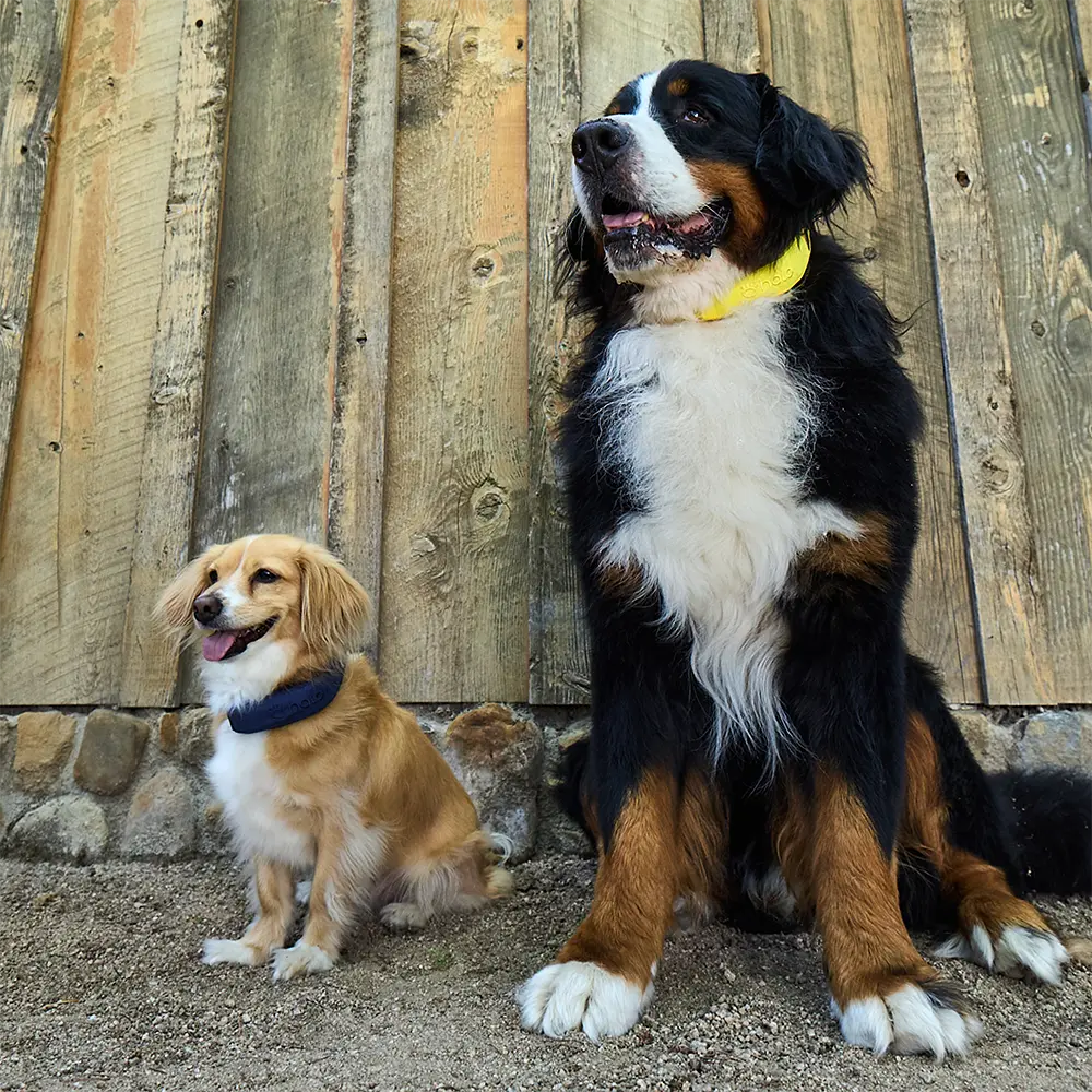 Dogs modeling collars