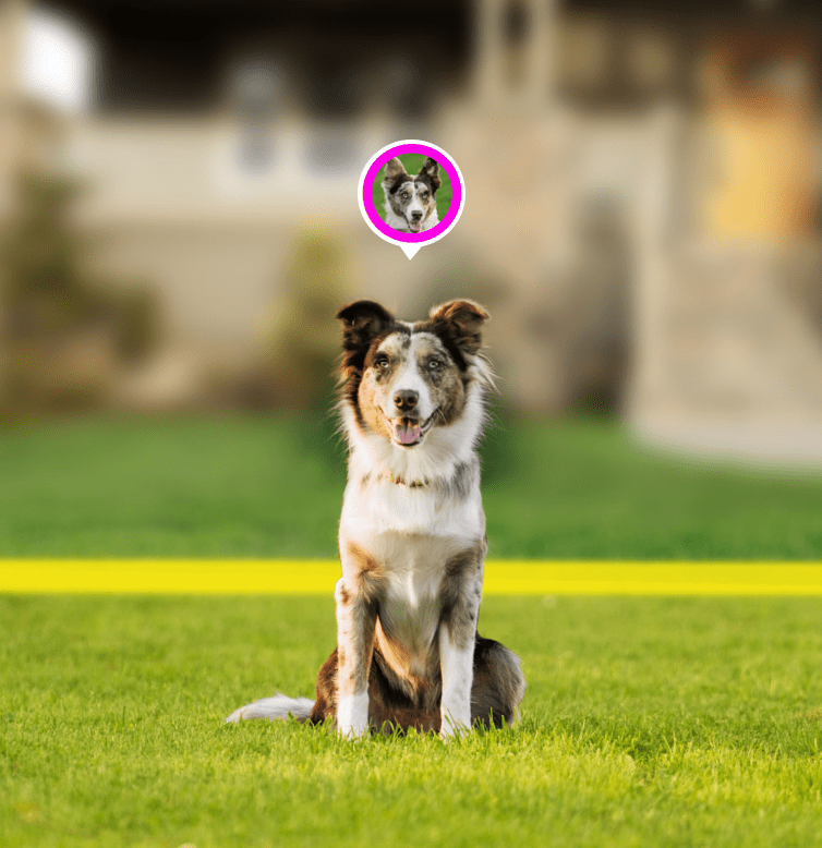 Yellow collar on dog