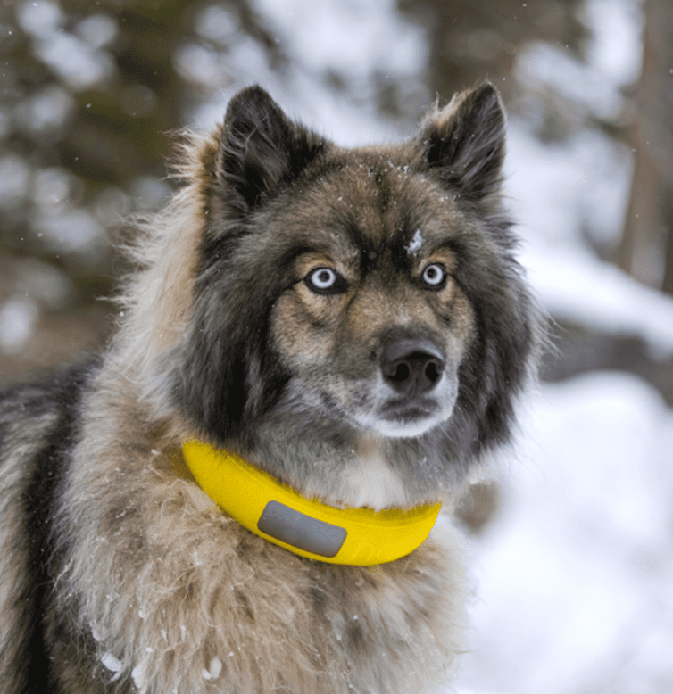 Yellow collar on dog